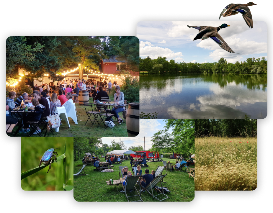 des photos de l'environnement naturel du lac et des espaces de restauration