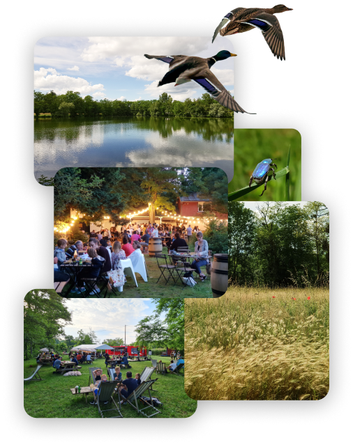 des photos de l'environnement naturel du lac et des espaces de restauration